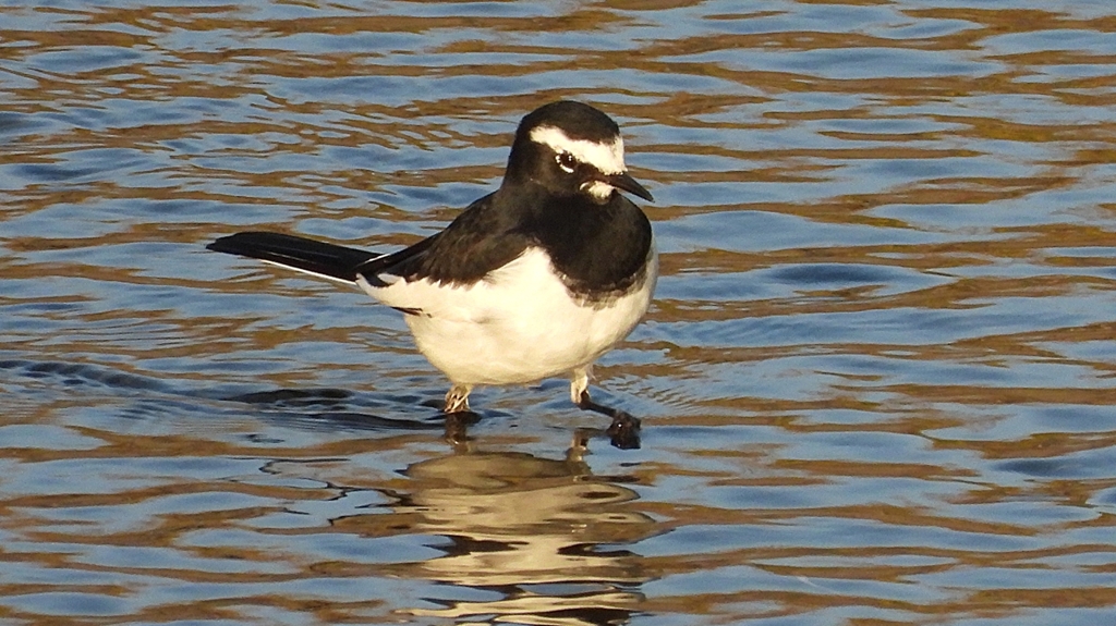 DSCN3647：セグロセキレイ