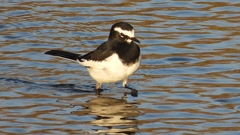 DSCN3647：セグロセキレイ