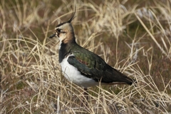 DSCN2738：タゲリ