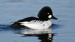 DSCN2809：ホオジロガモ（オス）