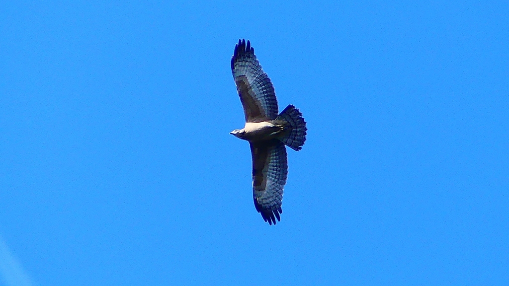 P2250283：ハチクマ