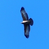 P2250283：ハチクマ