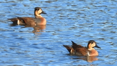 DSCN7873：トモエガモ（オス）