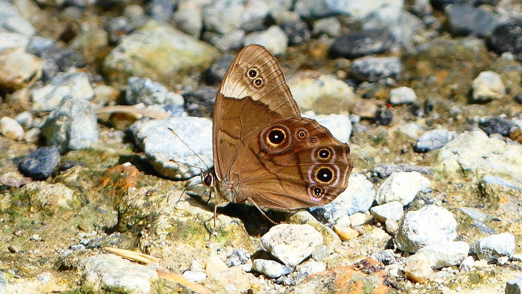 P2260571：クロヒカゲ