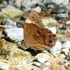 P2260571：クロヒカゲ