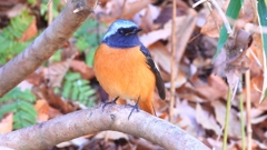 DSCN9076：ジョウビタキ（オス）