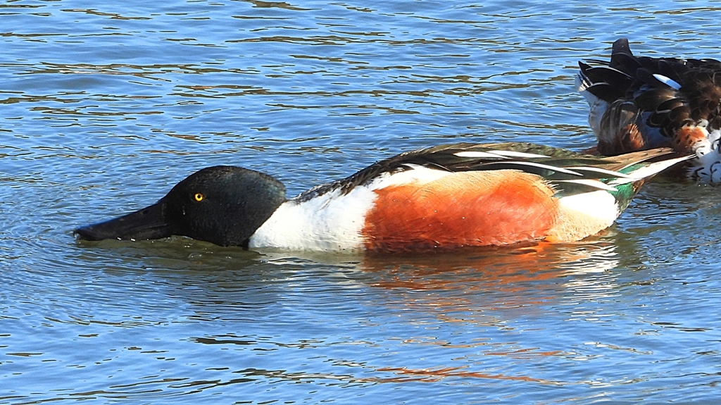 DSCN7024：ハシビロガモ