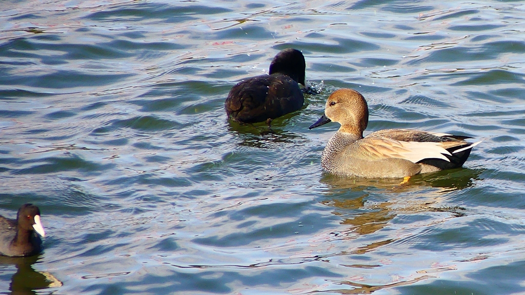 P2410493：オカヨシガモ、オオバン