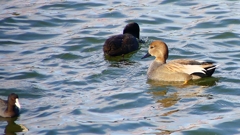 P2410493：オカヨシガモ、オオバン