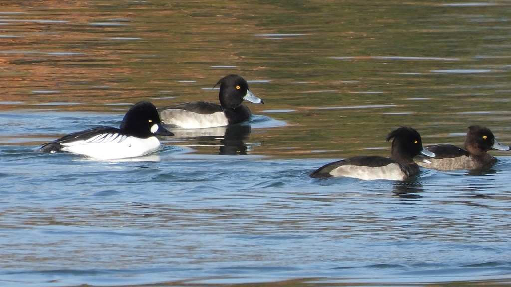 DSCN2966：ホオジロガモ（オス）、キンクロ