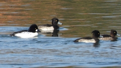 DSCN2966：ホオジロガモ（オス）、キンクロ