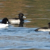 DSCN2966：ホオジロガモ（オス）、キンクロ
