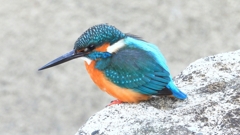 DSCN6391：カワセミ（オス）