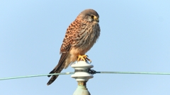 DSCN6577：チョウゲンボウ