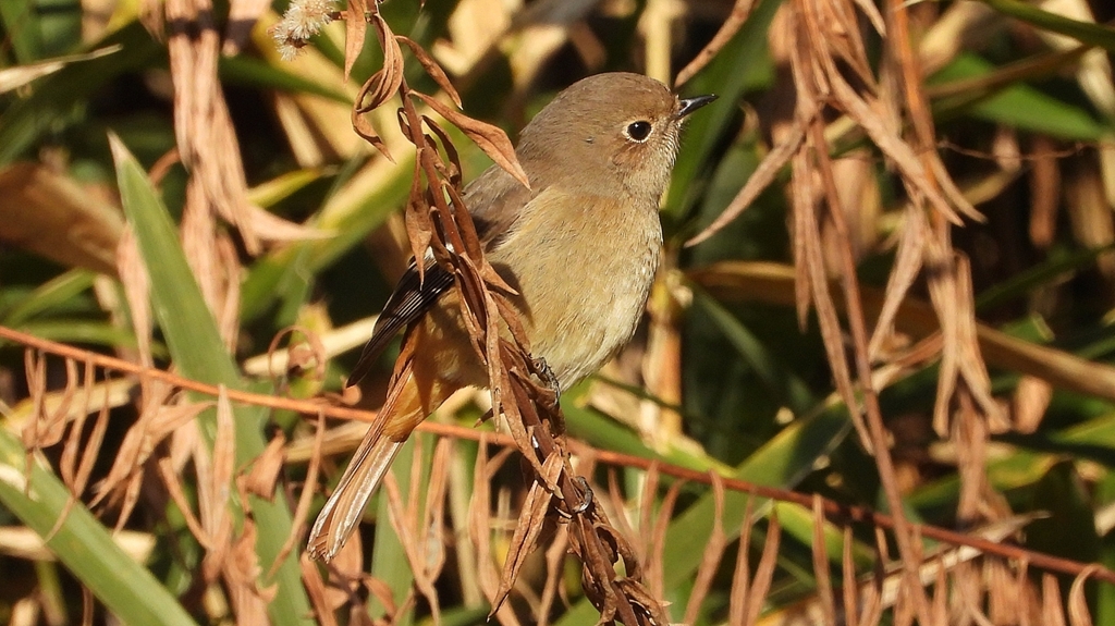 DSCN8117：ジョウビタキ（メス）