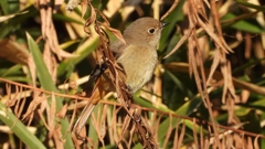 DSCN8117：ジョウビタキ（メス）