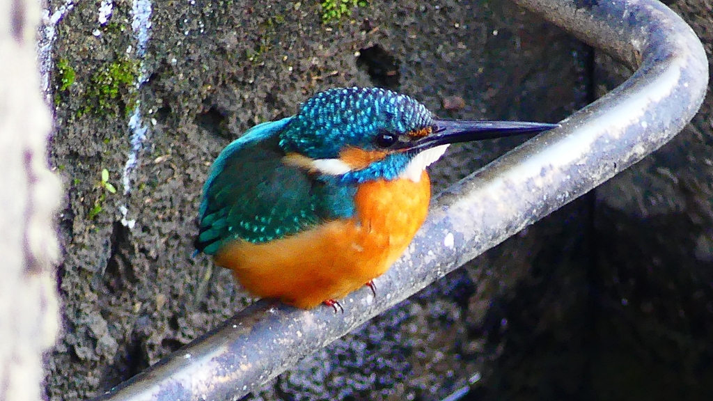 P2410129：カワセミ（オス）