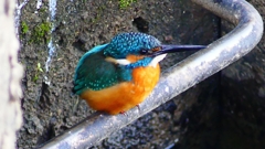 P2410129：カワセミ（オス）