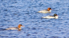 P2390012カワアイサ