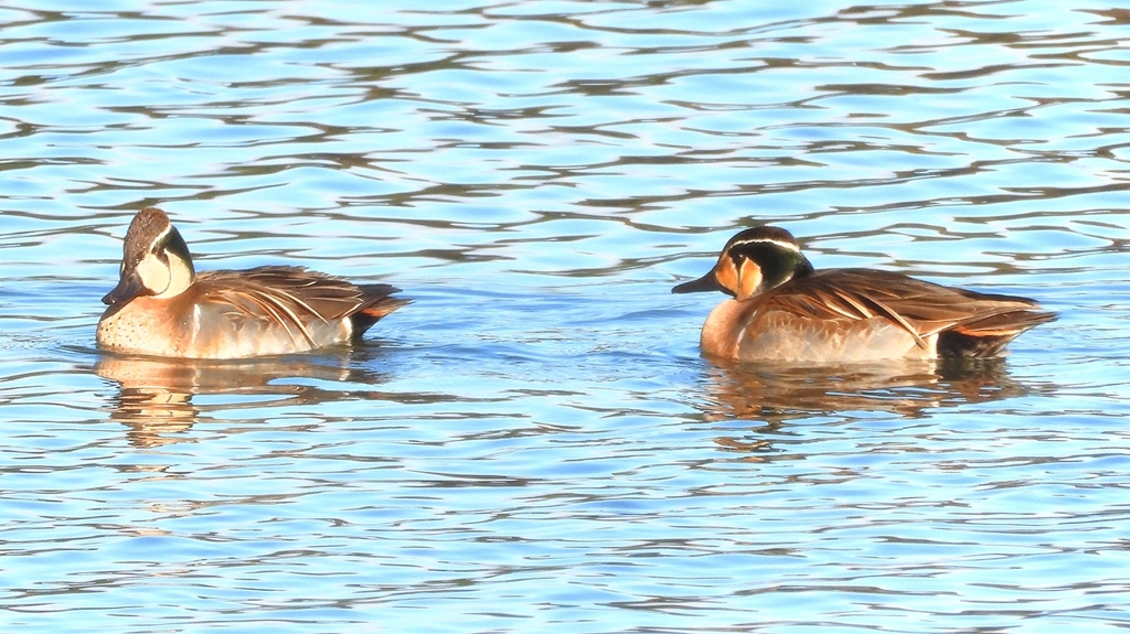 DSCN7903：トモエガモ（オス）