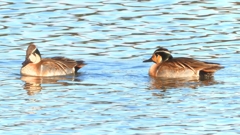 DSCN7903：トモエガモ（オス）