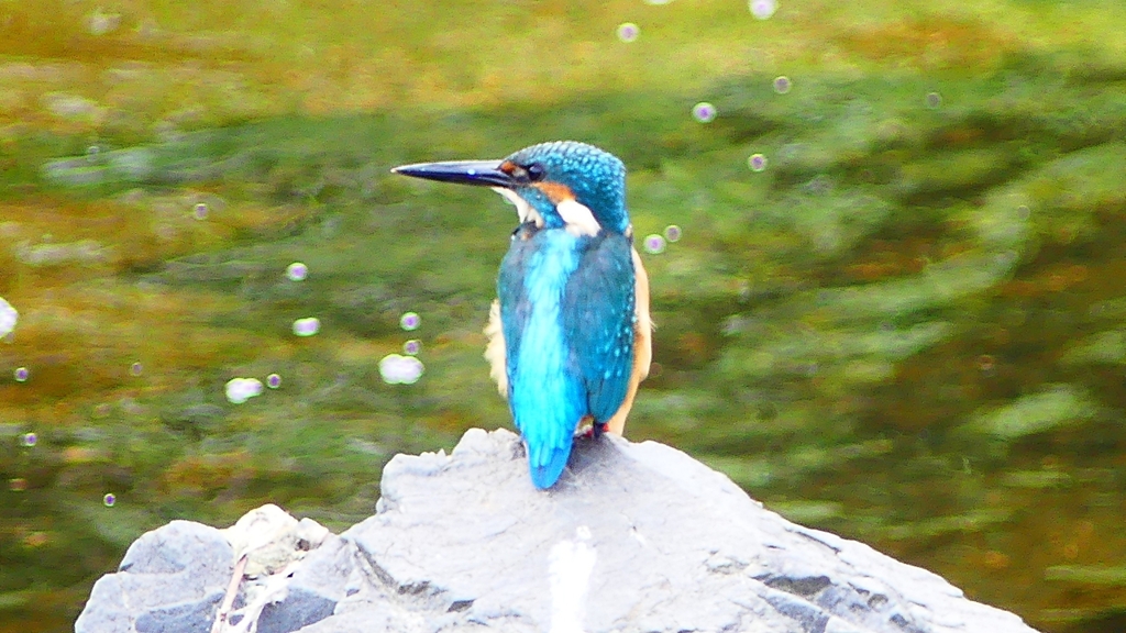 P2280344：カワセミ（オス）
