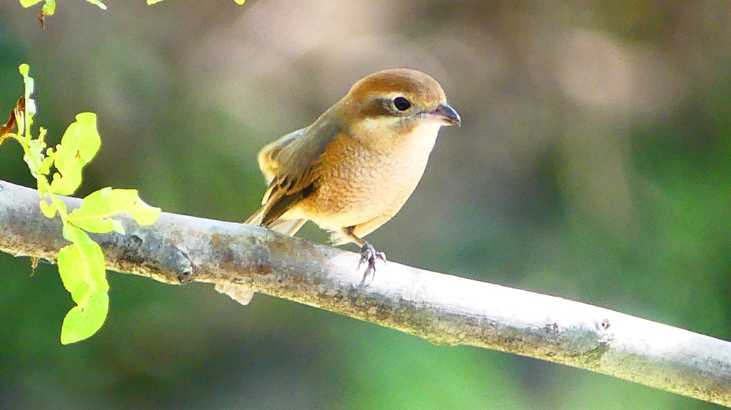 P2300449：モズ（メス）