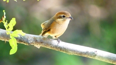 P2300449：モズ（メス）