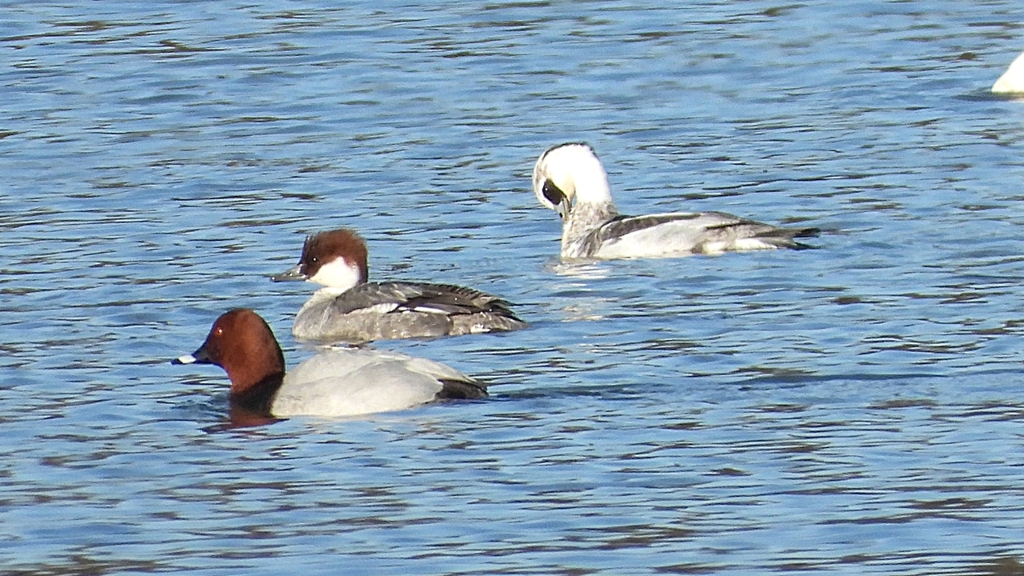 DSCN5082：ミコアイサ他