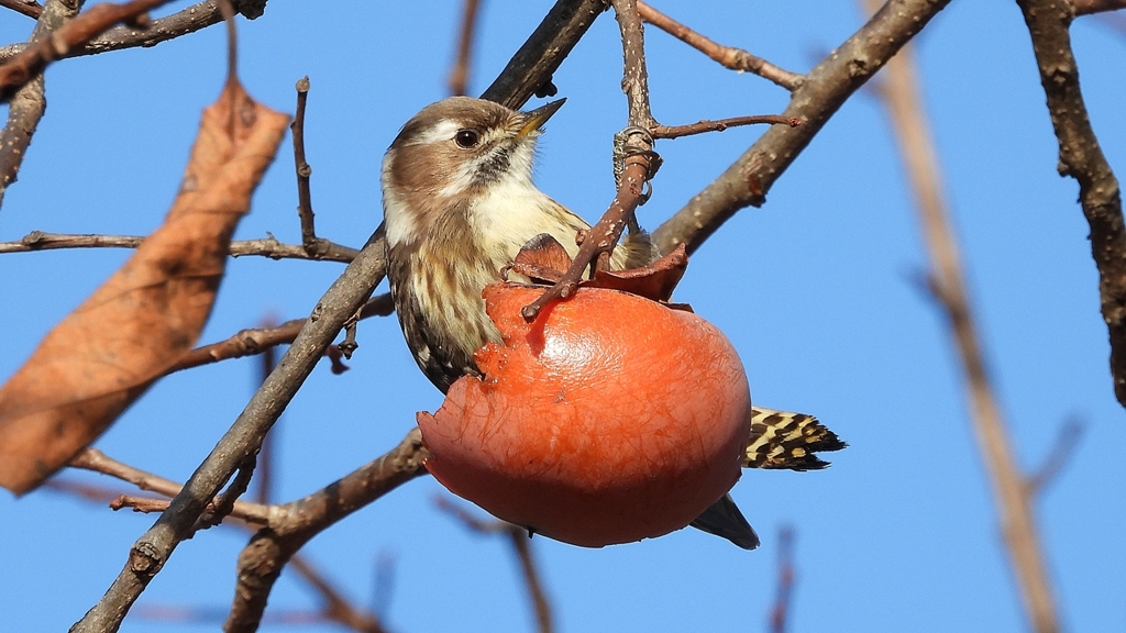 DSCN8666：コゲラ