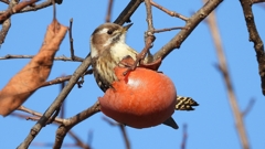 DSCN8666：コゲラ