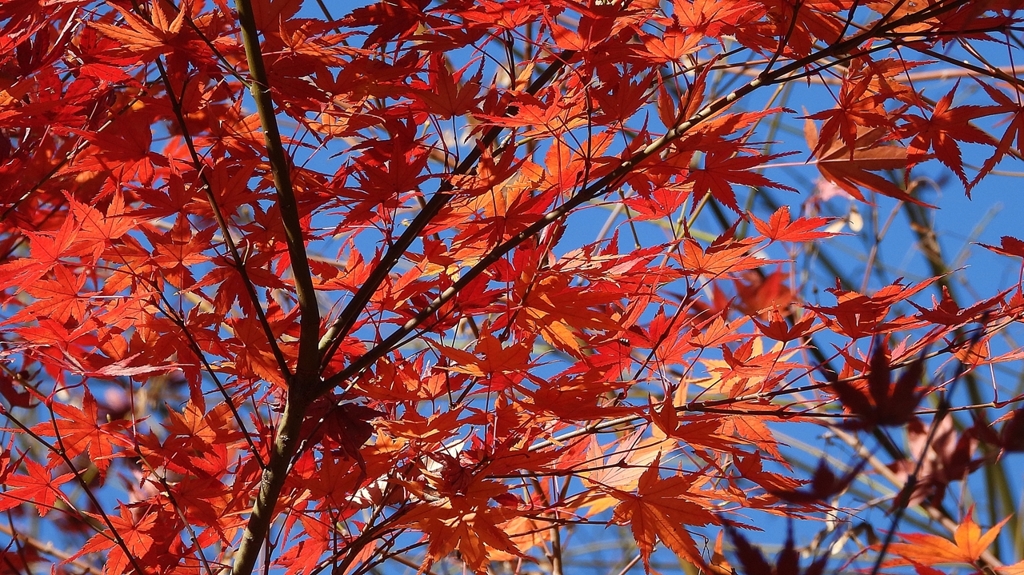 DSCN1300：紅葉