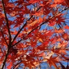 DSCN1300：紅葉