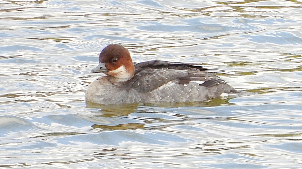 DSCN0416：ミコアイサ