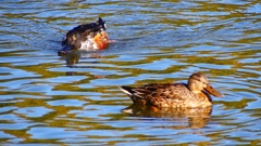 P2370485：ハシビロガモ