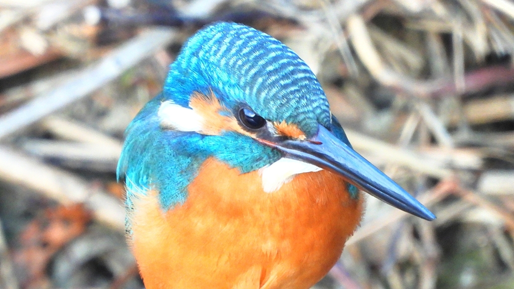 DSCN5151：カワセミ（オス）