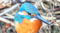 DSCN5151：カワセミ（オス）