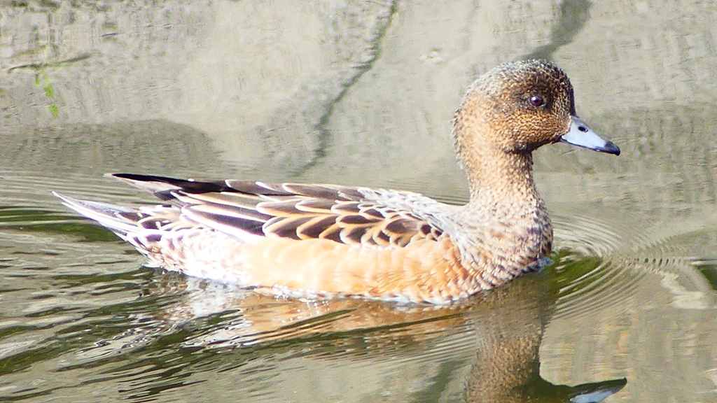 P2340913：ヒドリガモ