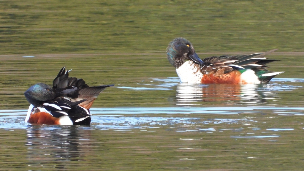 DSCN6063：ハシビロガモ