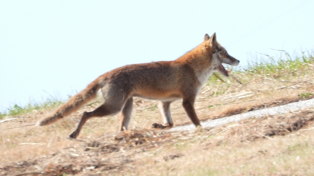 DSCN6754：キツネ