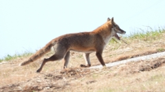 DSCN6754：キツネ