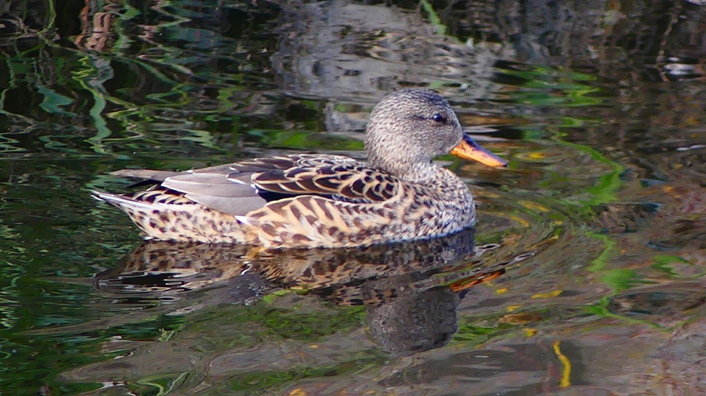 P2390572：オカヨシガモ（メス）