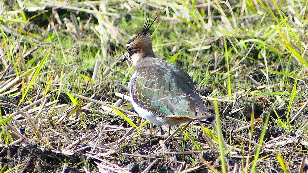 P2340851：タゲリ