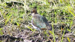 P2340851：タゲリ