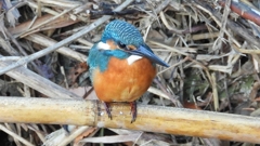 DSCN5130：カワセミ（オス）