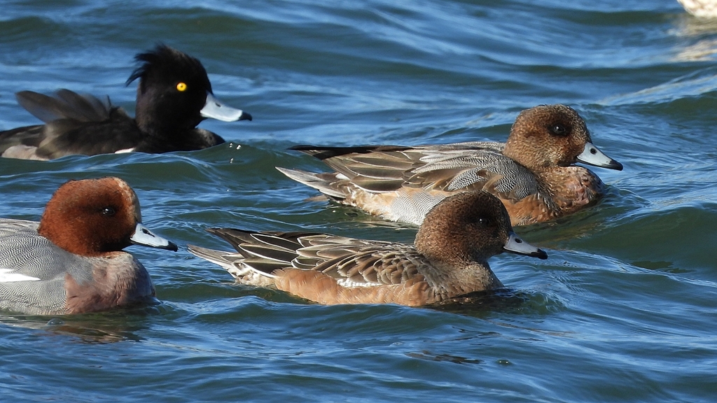 DSCN0997：ヒドリガモ、キンクロハジロ