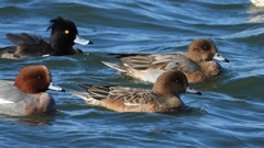 DSCN0997：ヒドリガモ、キンクロハジロ