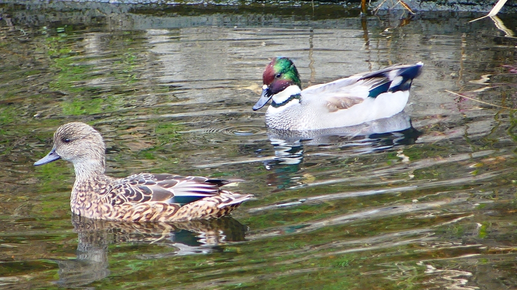 P2400084：ヨシガモ