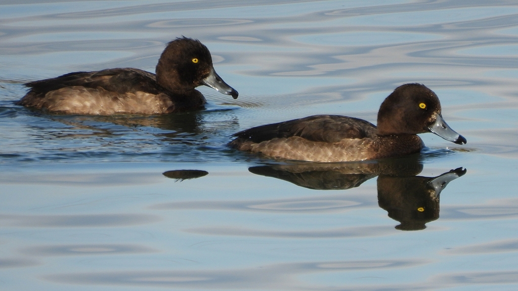 DSCN2890：キンクロハジロ（メス）