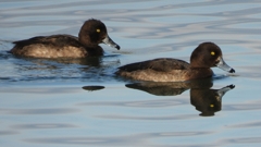 DSCN2890：キンクロハジロ（メス）